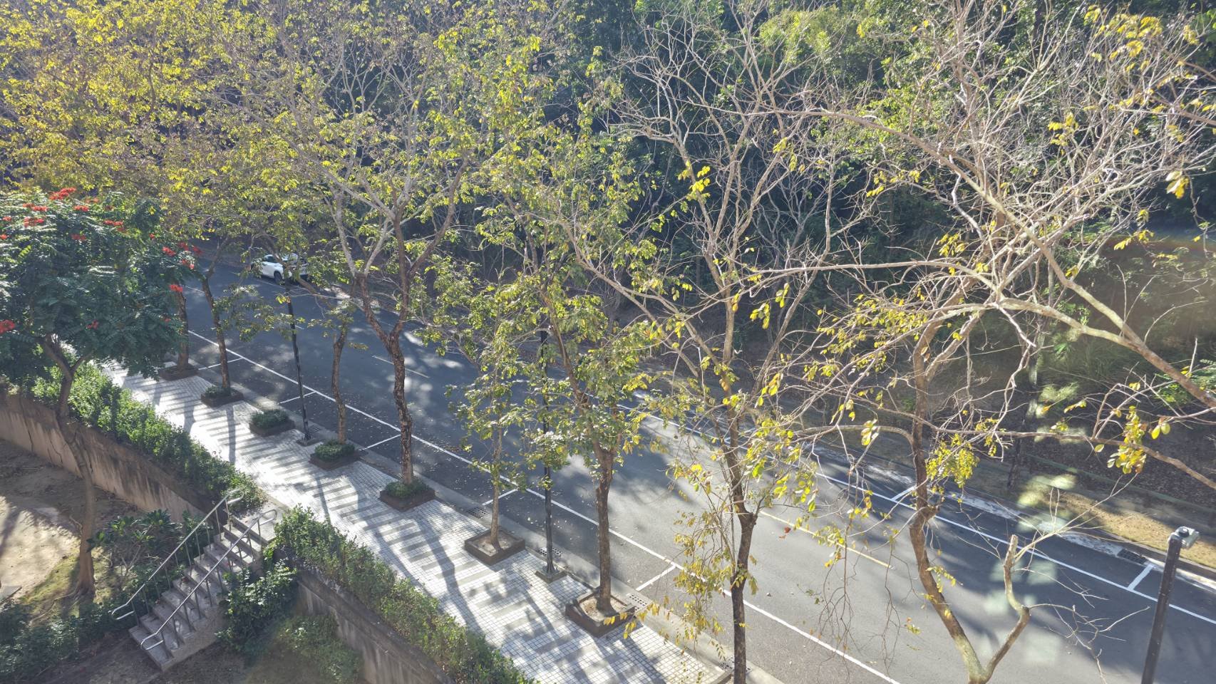 國立高雄師範大學校園林蔭道